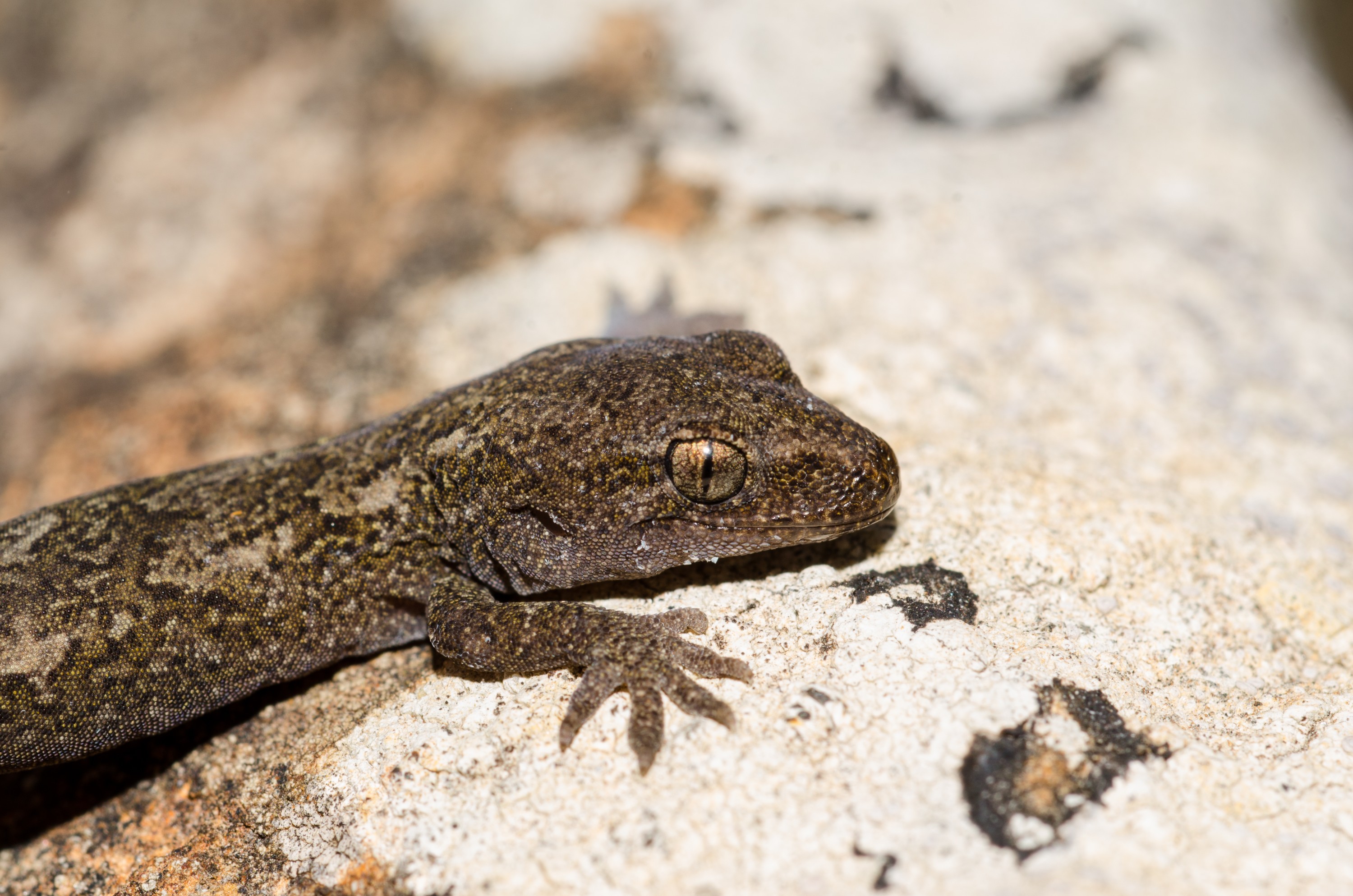 DSC_1089 – new, new zealand, zealand, nz, otago, otago may 16, crispin, Korero, gecko, Woodworthia, lizard, cold, blood
